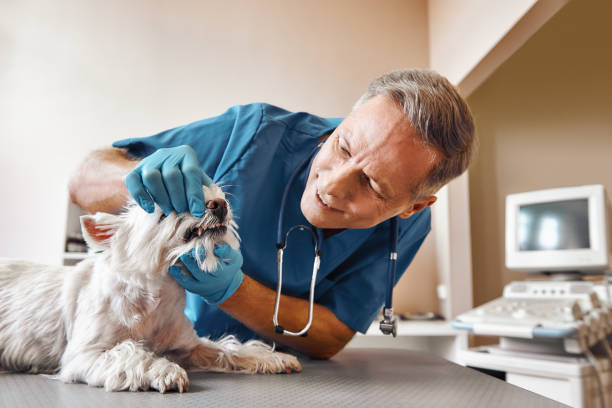 Best Same-Day Emergency Dentist in On Top Of The World Designated Place, FL
